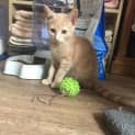 Photo of Maple