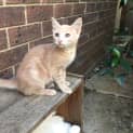Photo of Maple