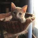 Photo of Maple