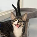 Photo of Pumba