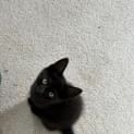 Photo of Kahlua