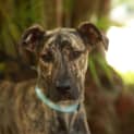 Photo of Lady