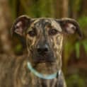 Photo of Lady