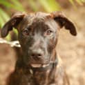 Photo of Rufus