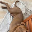 Photo of Milo