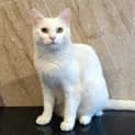 Photo of Snowy
