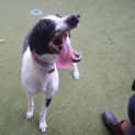 Photo of Stitch