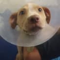 Photo of Polo