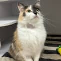 Photo of Cosmo