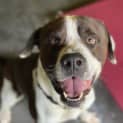 Photo of Buster