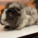 Photo of Babe
