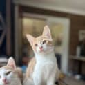 Photo of Mason & Merlin