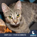 Photo of Lulu 2 Year Old Domestic (Trial)
