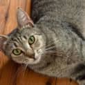 Photo of Lulu 2 Year Old Domestic (Trial)
