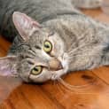Photo of Lulu 2 Year Old Domestic (Trial)