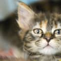 Photo of Bonte