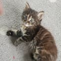 Photo of Bonte