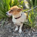 Photo of Ruby   The Jack Russell 
