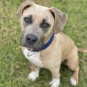 Photo of Tyson