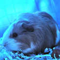 Photo of Meg