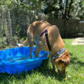 Photo of Nova