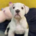 Photo of Blue