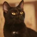 Photo of Savannah