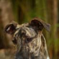 Photo of Lady