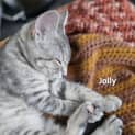Photo of Jolly
