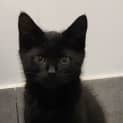 Photo of Rebel