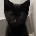 Photo of Rebel