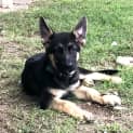 Photo of Ace