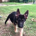 Photo of Ace