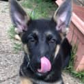 Photo of Ace