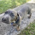 Photo of Lentil