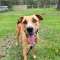 Photo of Murphy *$250 Adoption Fee*