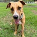 Photo of Murphy *$250 Adoption Fee*