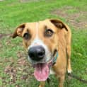 Photo of Murphy *$250 Adoption Fee*