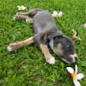 Photo of Shallot