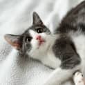 Photo of Rocket