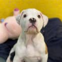 Photo of Blue