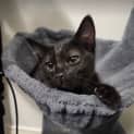Photo of Poppy