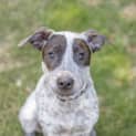 Photo of Blue 5 Month Old Cattle Dog X (Trial)