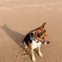 Photo of Whiskey