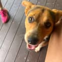 Photo of Whiskey