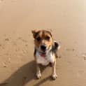Photo of Whiskey