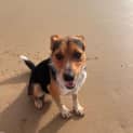 Photo of Whiskey