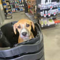 Photo of Willow