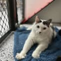 Photo of Wilbur