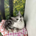 Photo of Olli